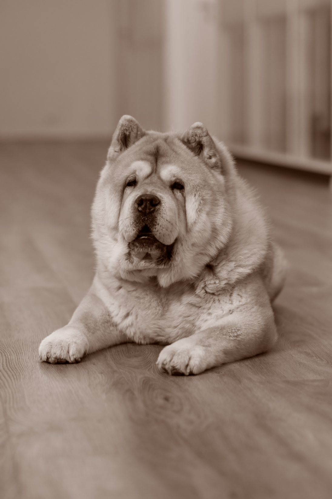 Chow Chow